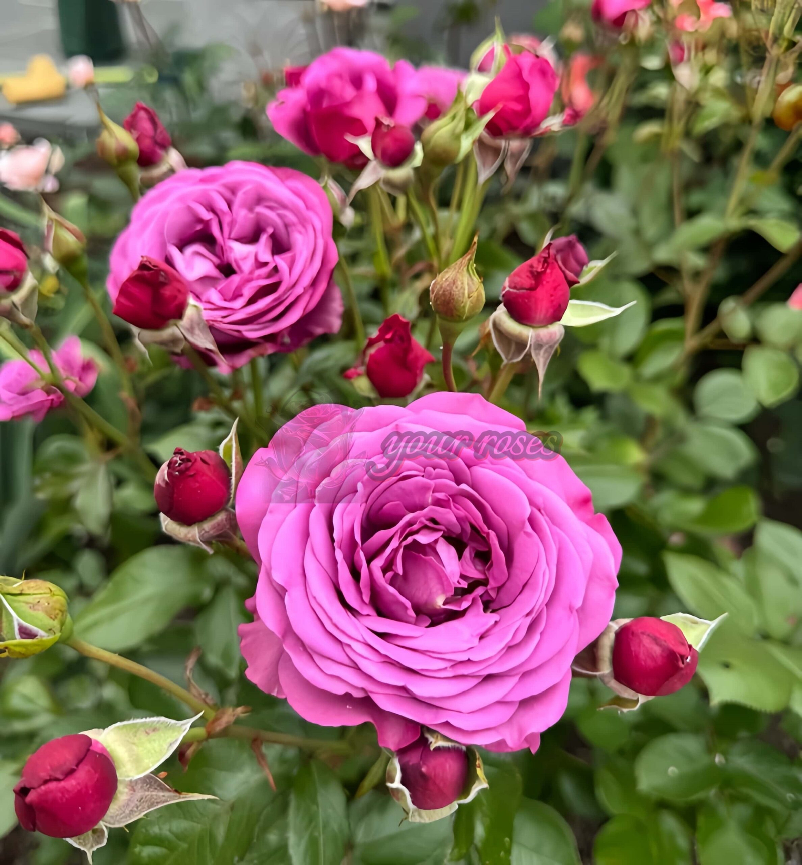 Plum Perfect Rose丨Your roses