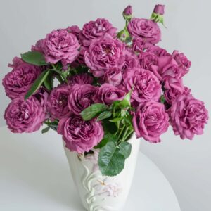 Plum Perfect Rose plant丨Your roses