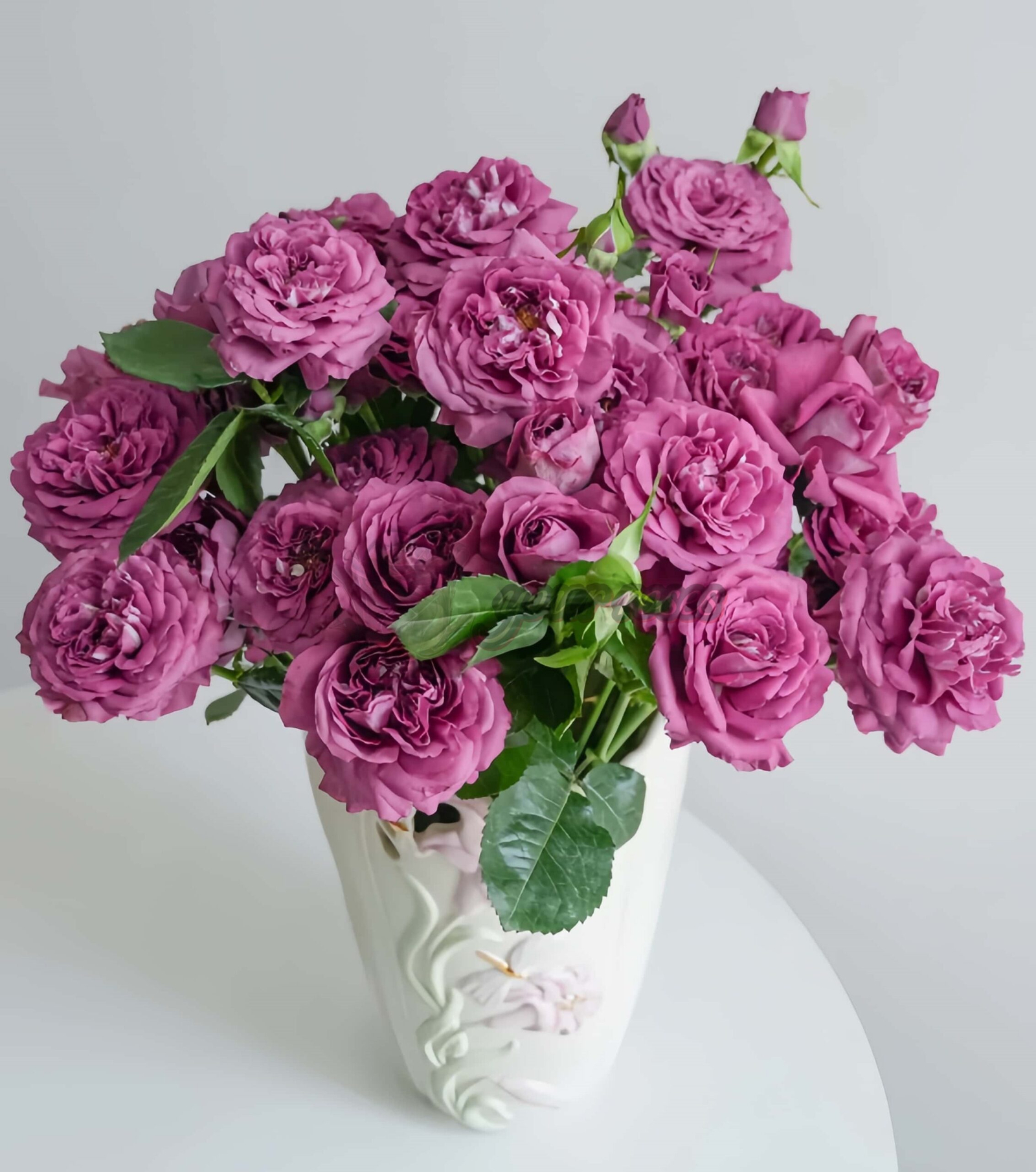 Plum Perfect Rose plant丨Your roses