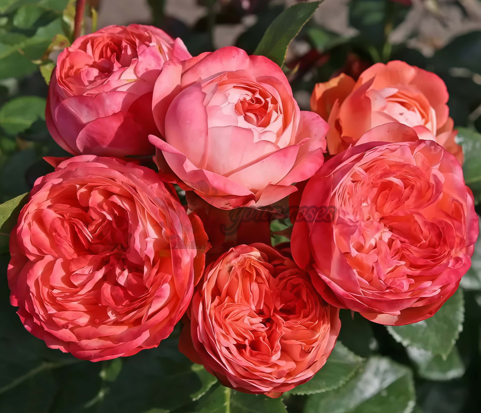 Pompeji Rose for sale丨Your roses