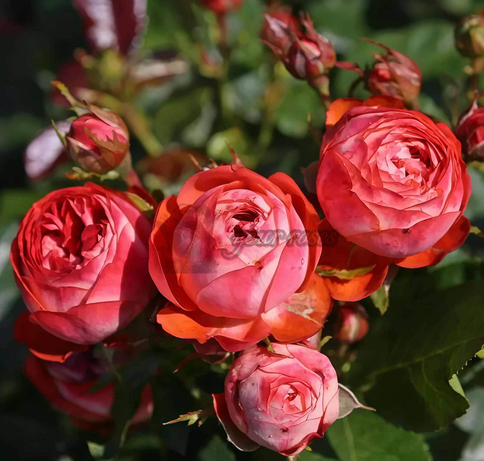 Pompeji Rose丨Your roses