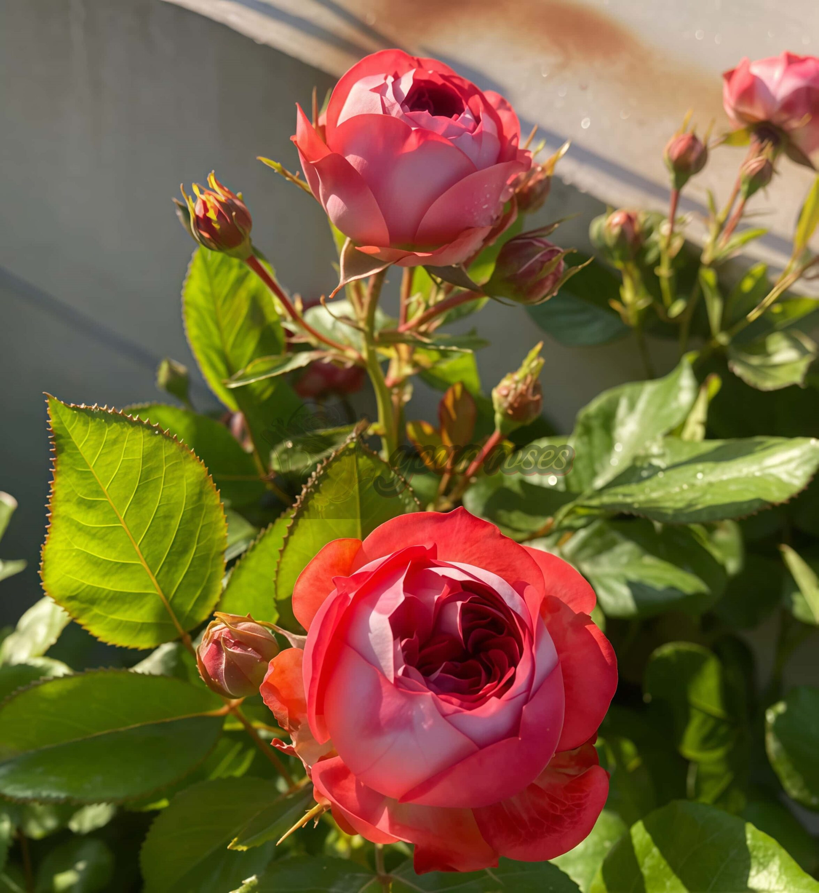 Pompeji Rose plant丨Your roses