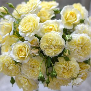 Prunelle Rose plant丨Your roses