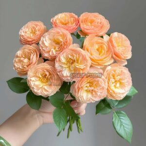 Qing shu Rose丨Your roses