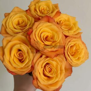 Qinghuai Rose for sale丨Your roses