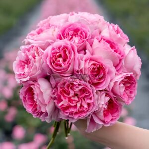 Qingrou Rose for sale丨Your roses