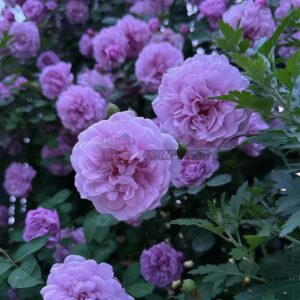 RAlny Blue Rose plant丨Your roses