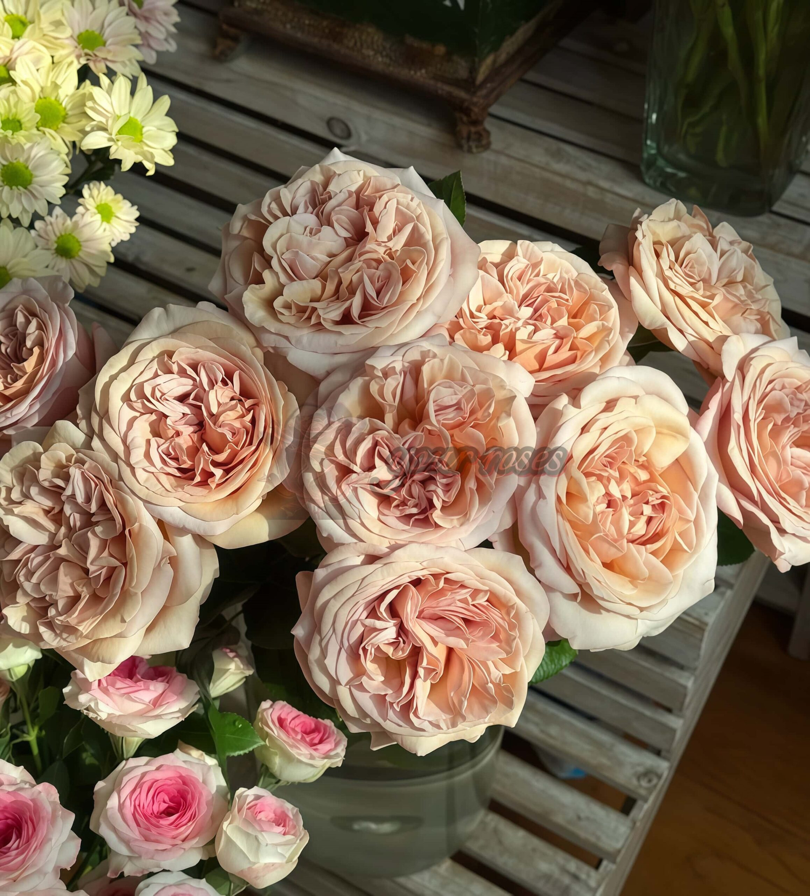 Rallve des Gazelles Rose丨Your roses