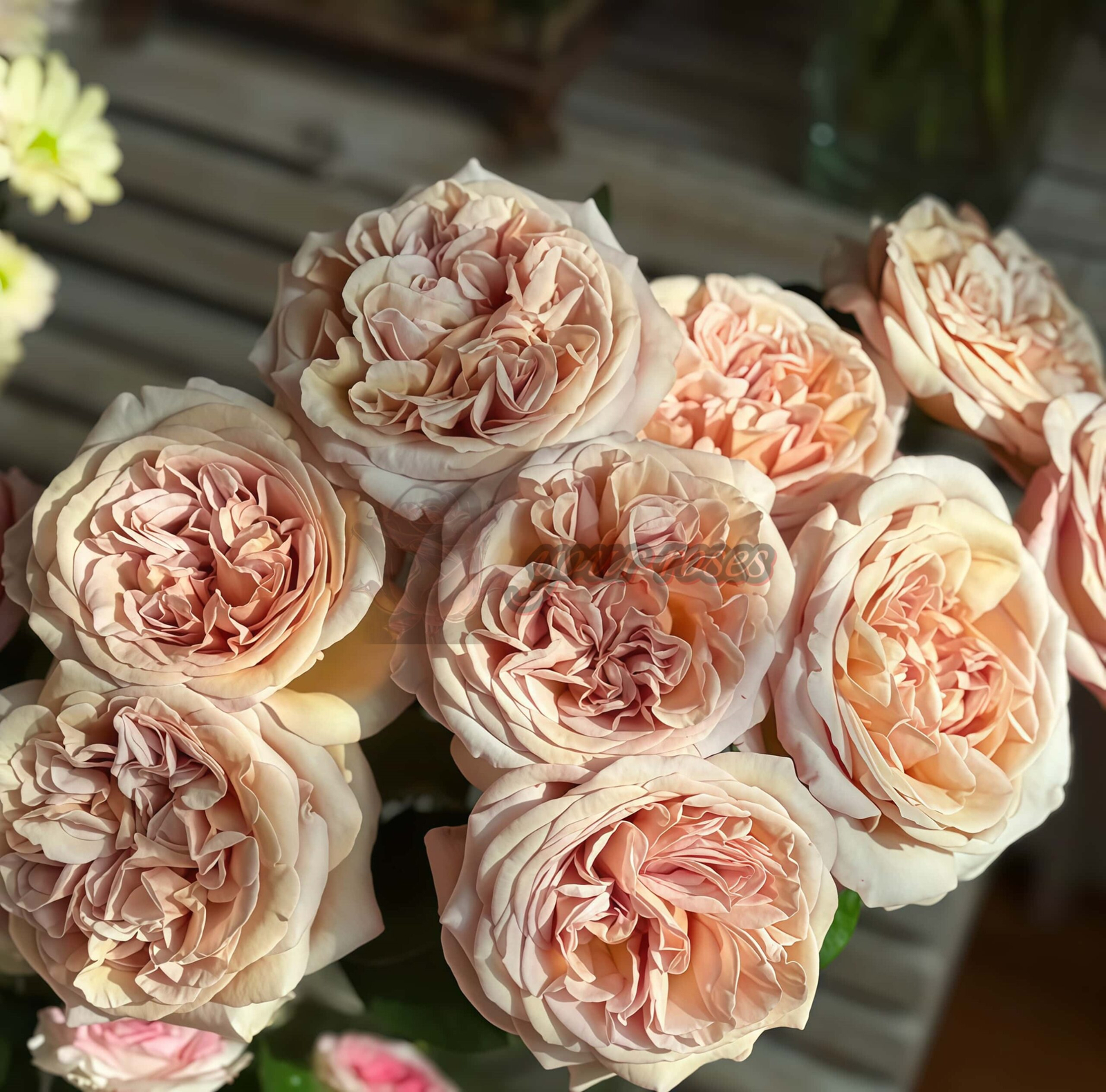 Rallve des Gazelles Rose for sale丨Your roses