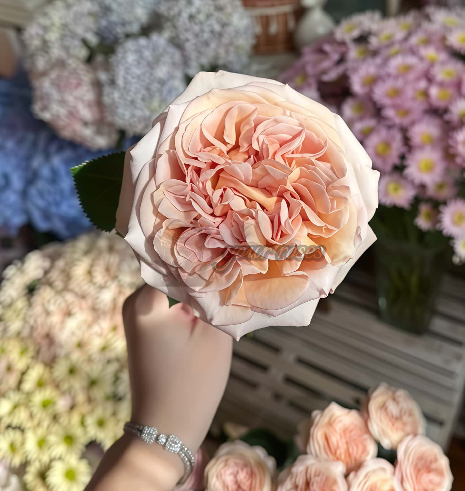 Rallve des Gazelles Rose丨Your roses