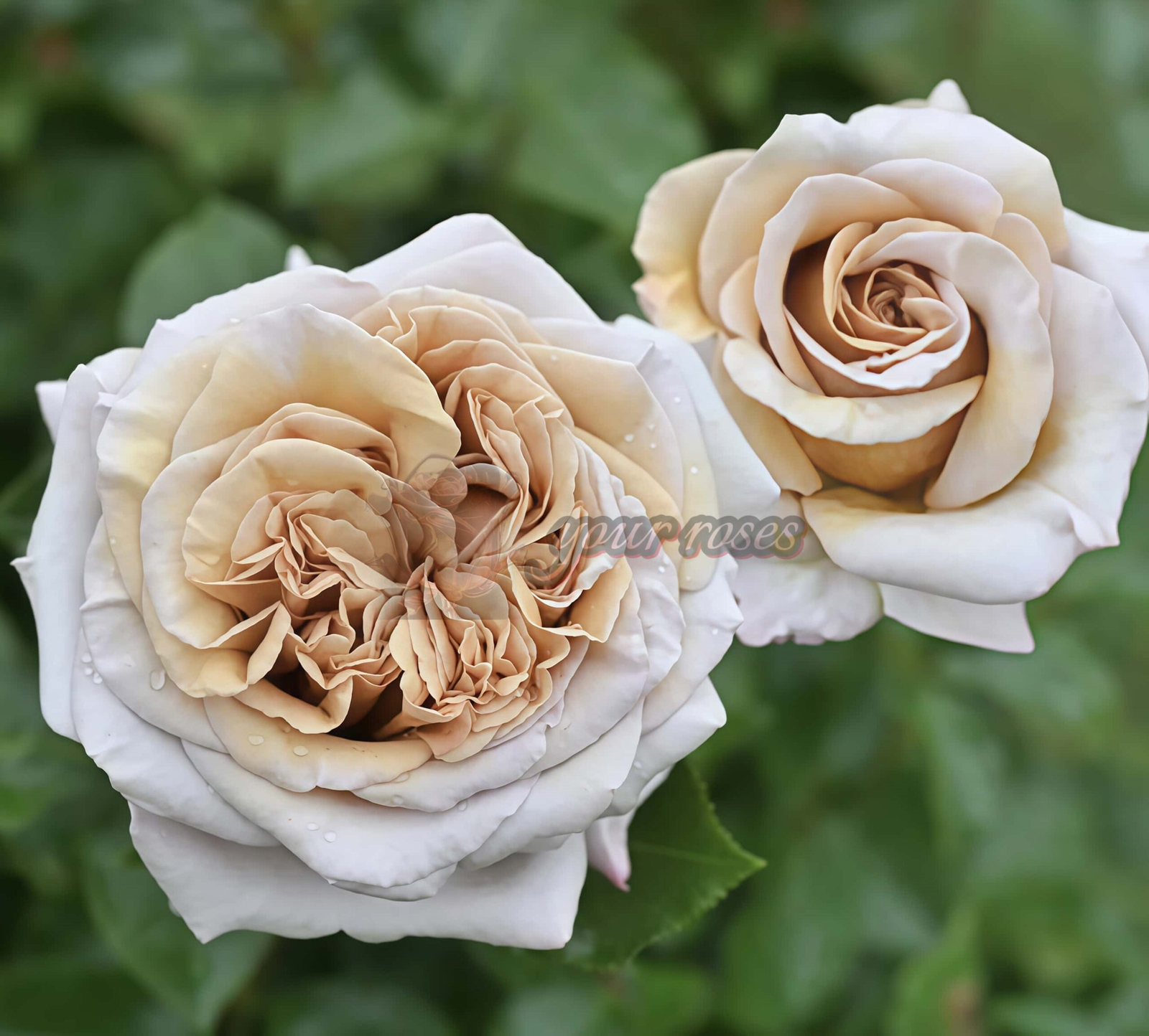 Rallve des Gazelles Rose plant丨Your roses