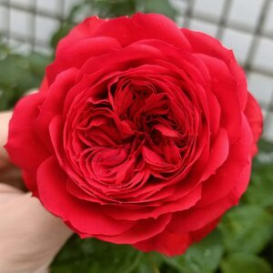 Red Apple Rose plant丨Your roses