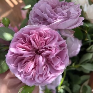 Réverie Rose plant丨Your roses