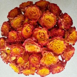 Rhapsody Rose丨Your roses