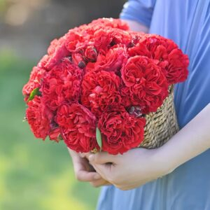 Ronyan Rose丨Your roses