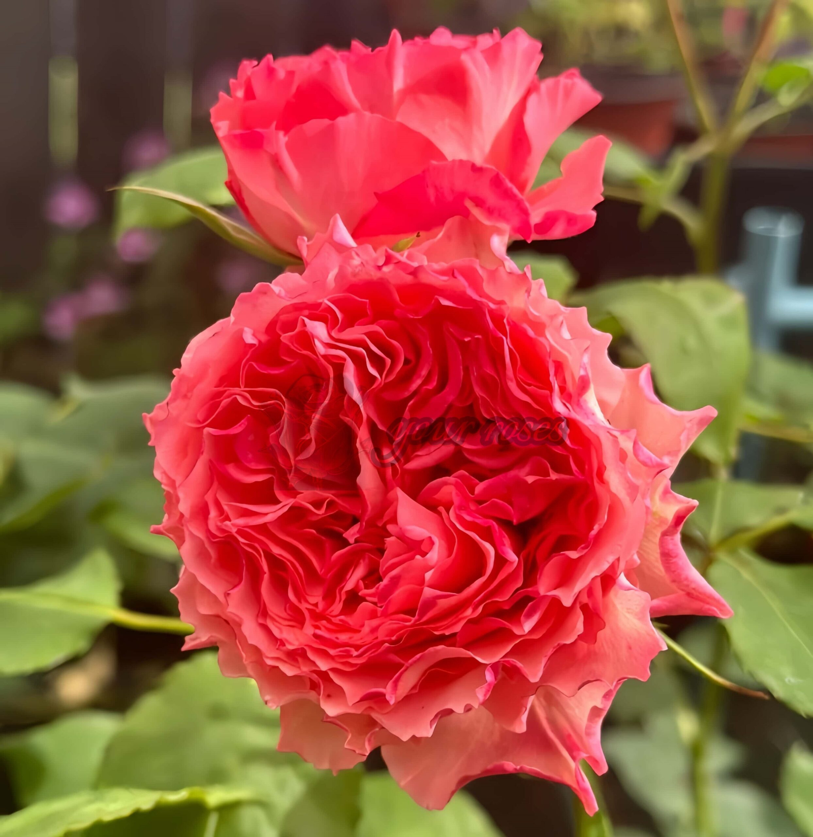 Rose Corona丨Your roses