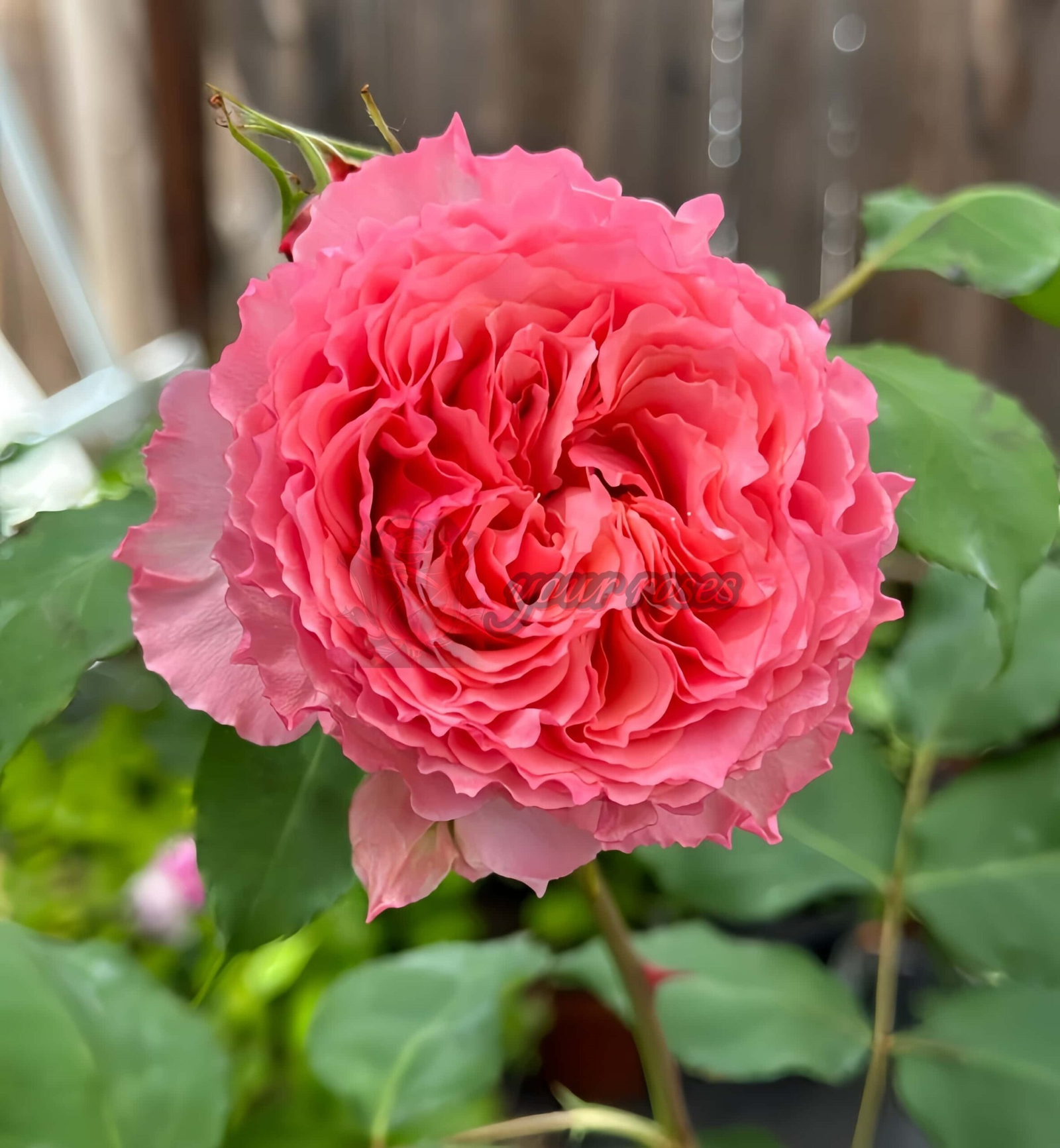 Rose Corona for sale丨Your roses