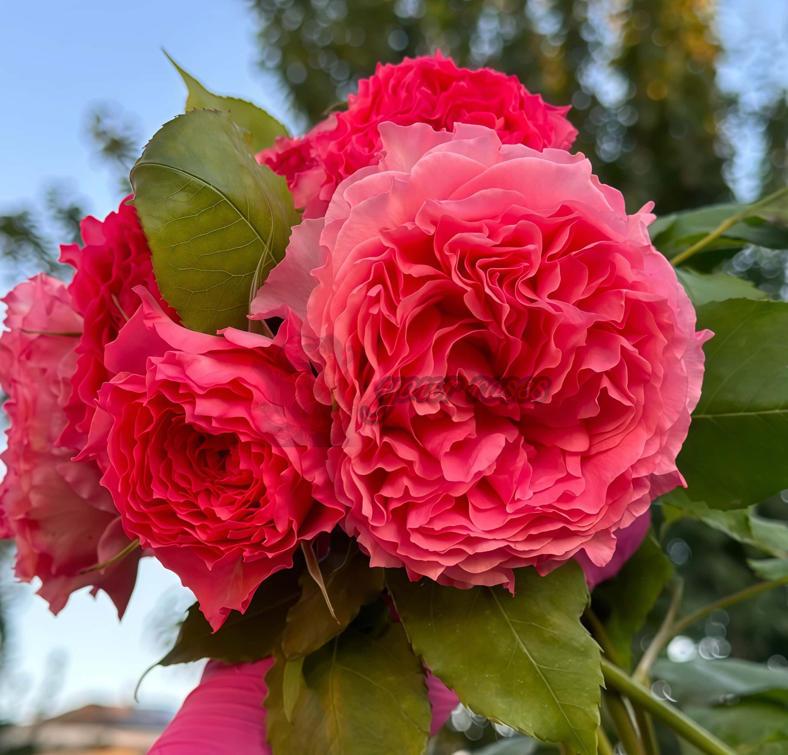 Rose Corona丨Your roses