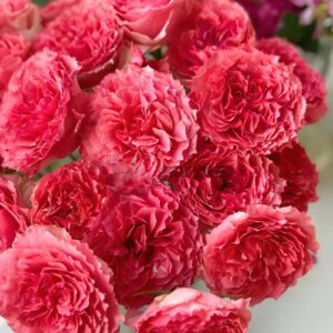 Rose Corona plant丨Your roses