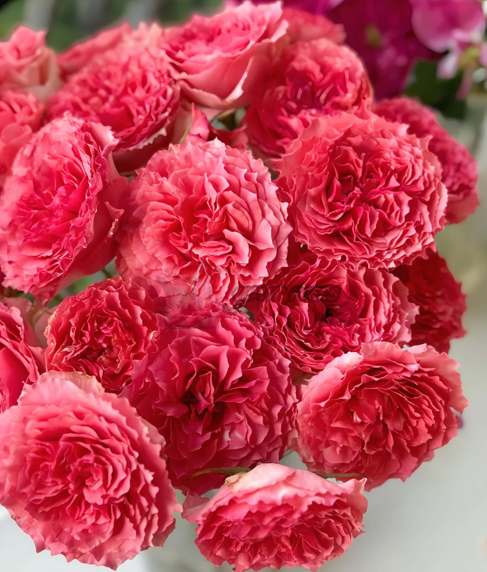 Rose Corona plant丨Your roses