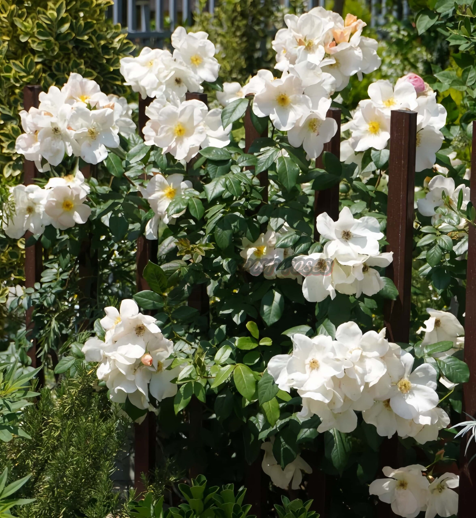 Sally Holmes Rose丨Your roses