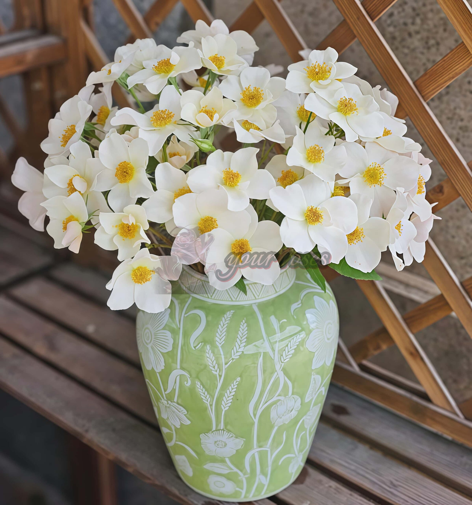 Sally Holmes Rose plant丨Your roses