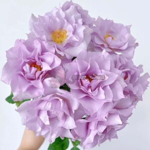 Salon Rose for sale丨Your roses