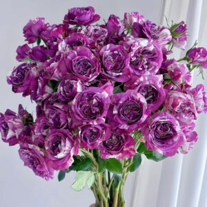 Scented Jewel Rose丨Your roses