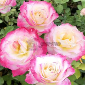 Seraphim Rose丨Your roses