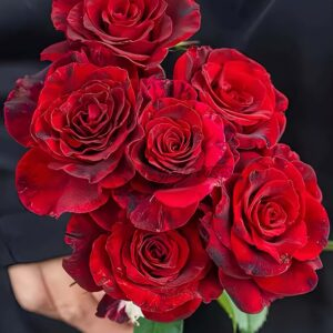 Si shi jin Rose for sale丨Your roses