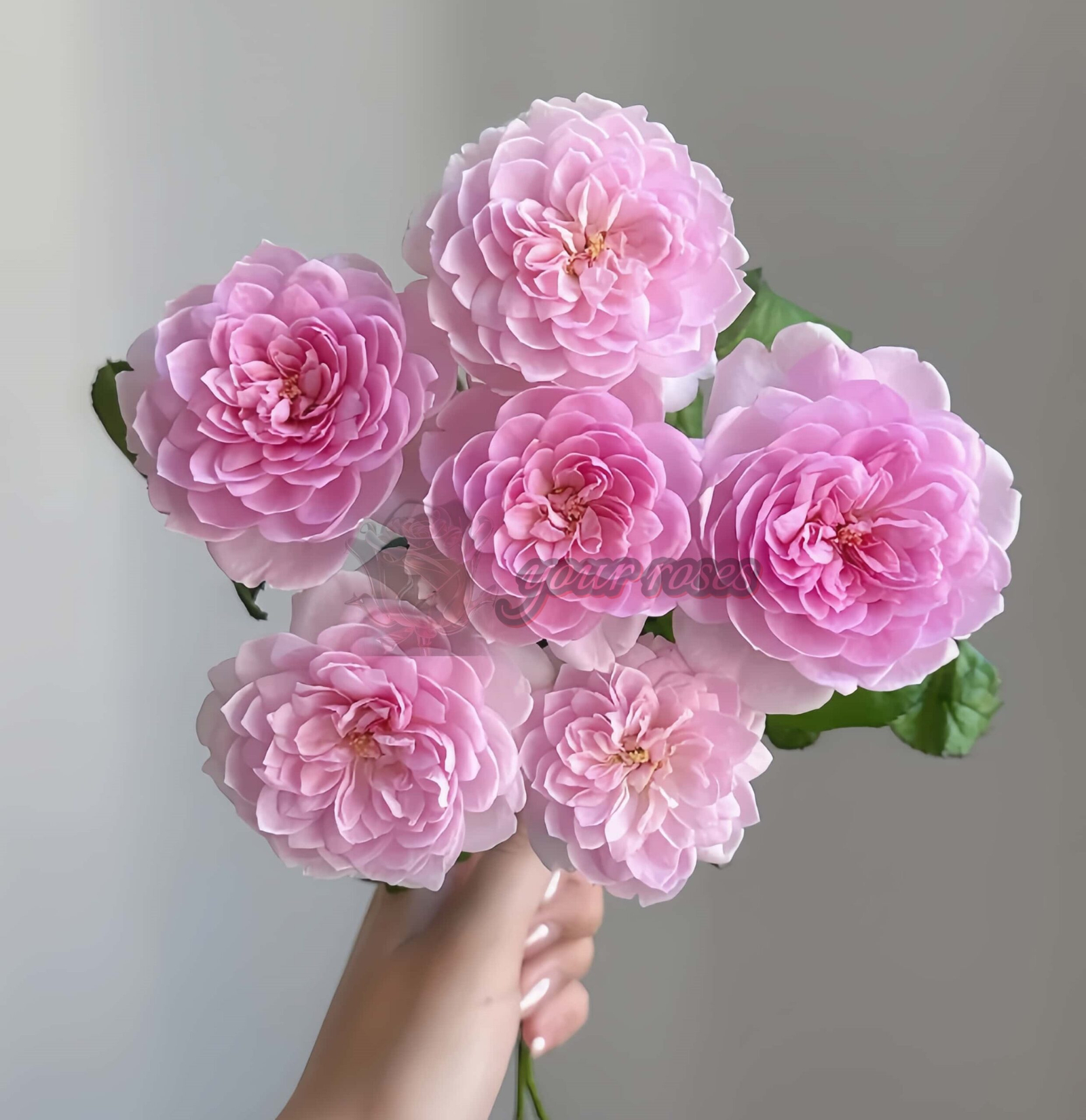 Silas Marner Rose丨Your roses