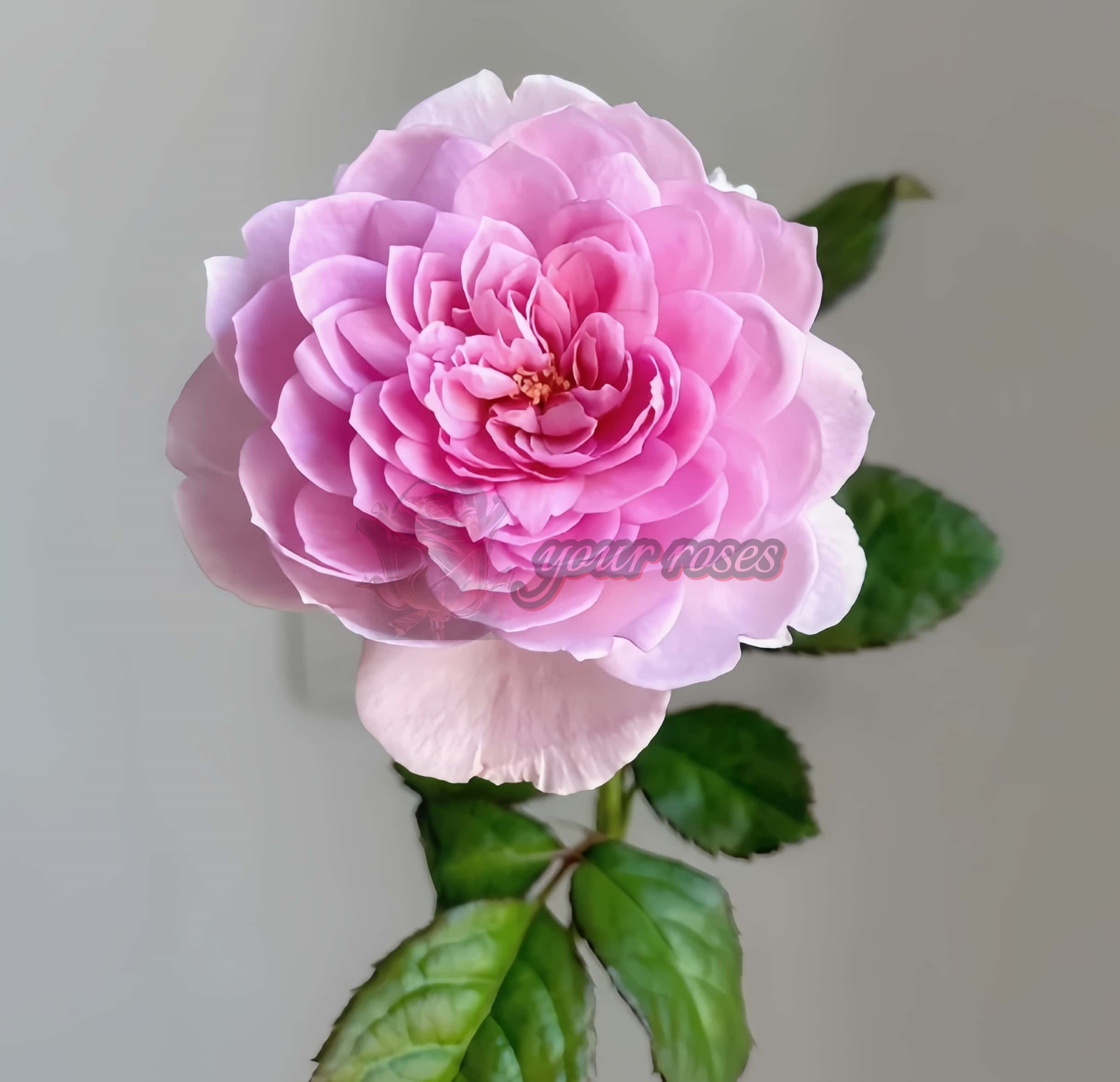 Silas Marner Rose for sale丨Your roses