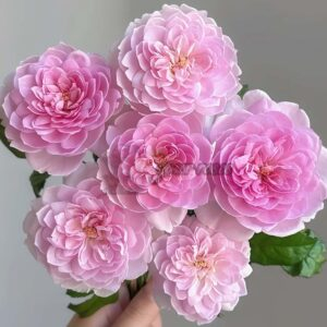 Silas Marner Rose丨Your roses