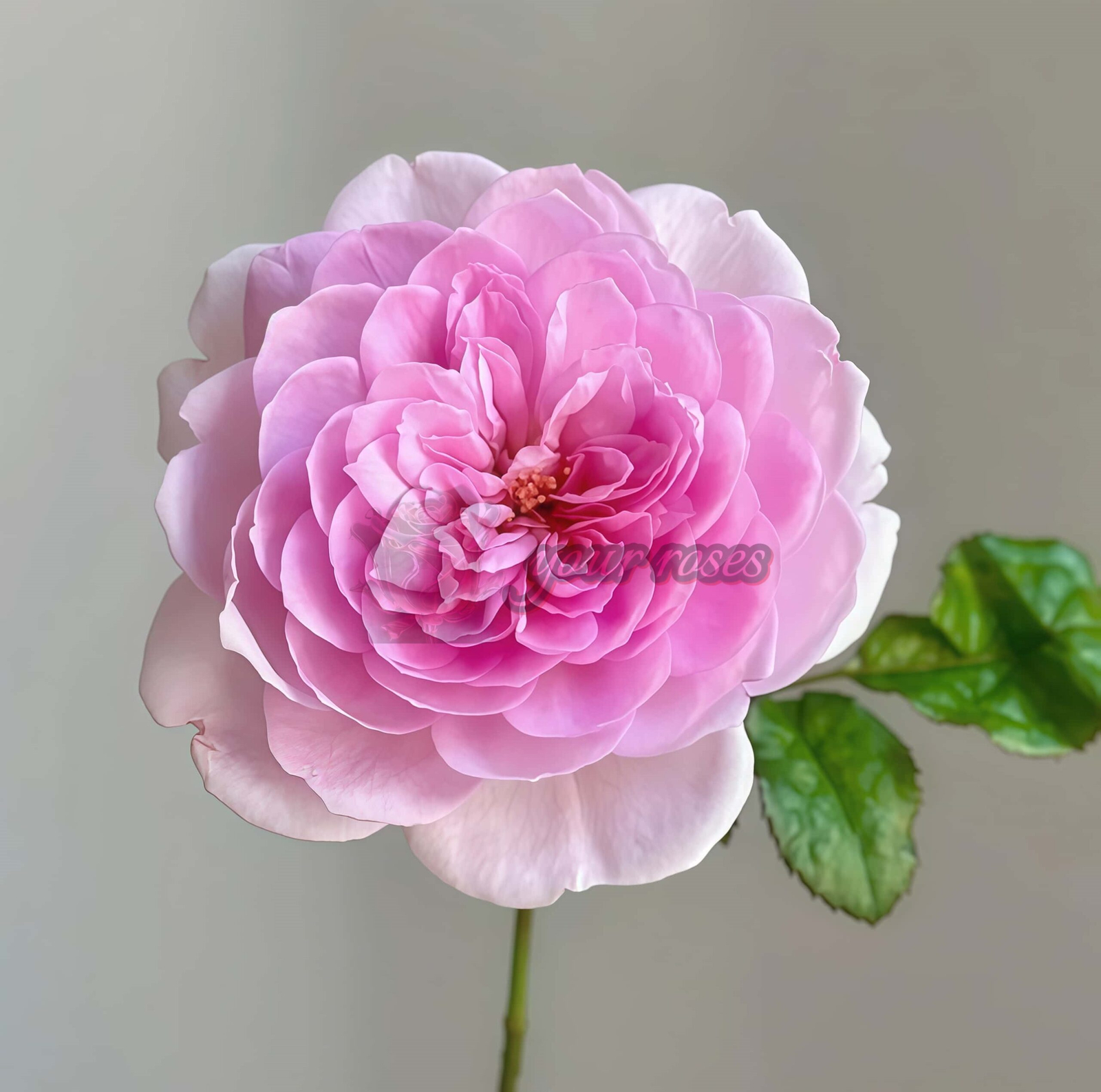 Silas Marner Rose plant丨Your roses