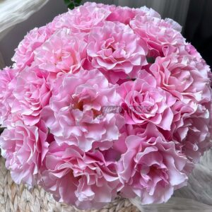 Silent love Rose for sale丨Your roses