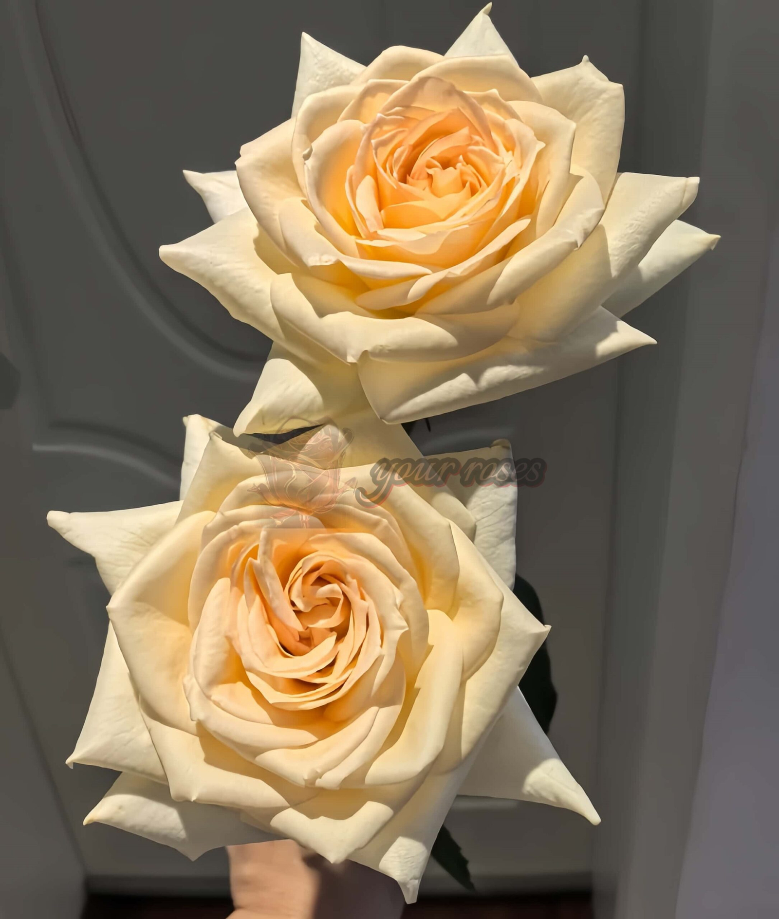 Sixth Sense Rose丨Your roses