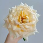 Sixth Sense Rose plant丨Your roses