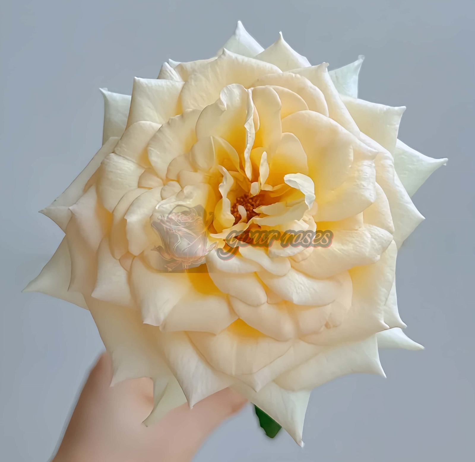 Sixth Sense Rose plant丨Your roses