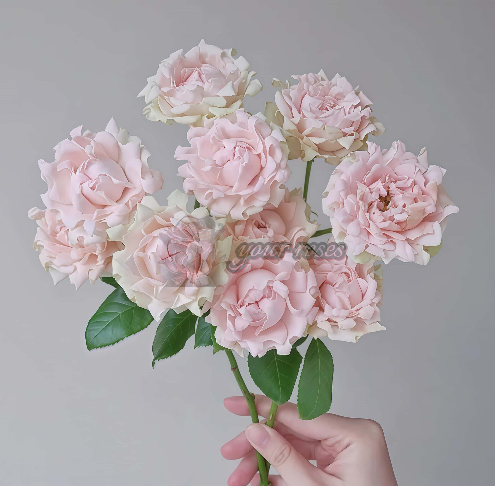 Sofine Rose丨Your roses