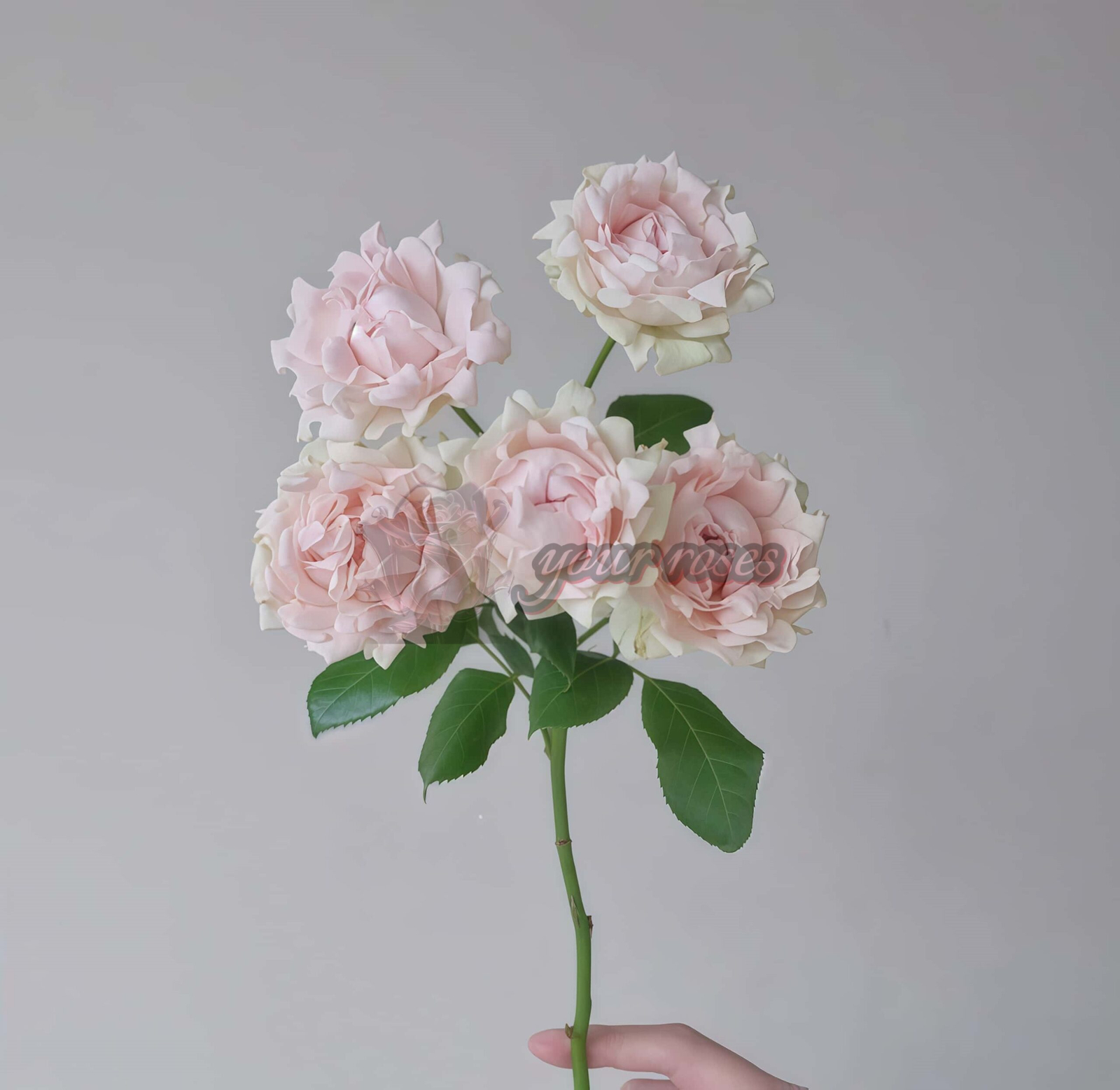 Sofine Rose for sale丨Your roses