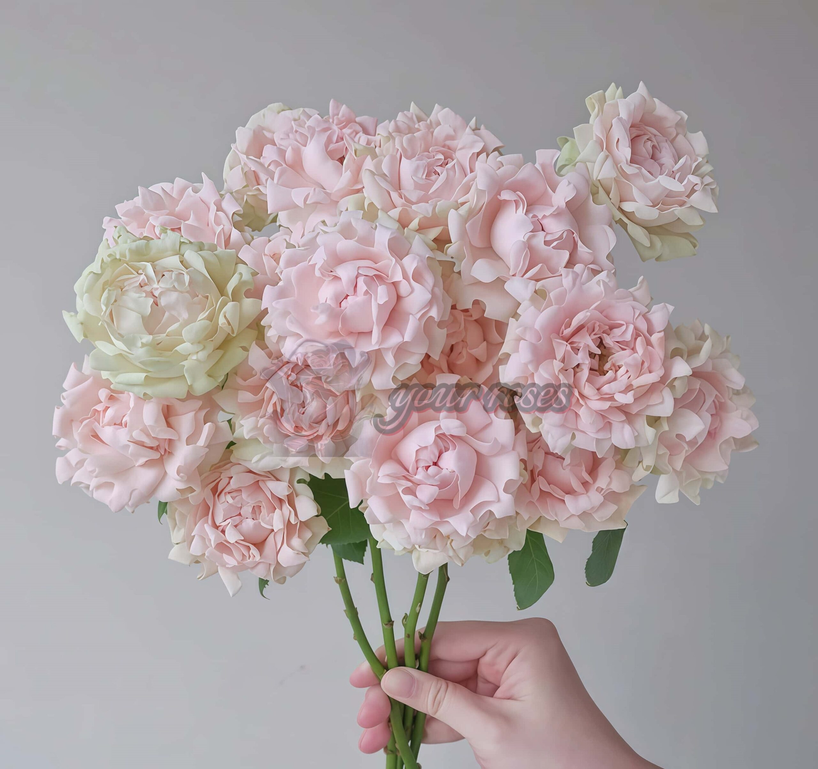 Sofine Rose丨Your roses