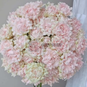 Sofine Rose plant丨Your roses