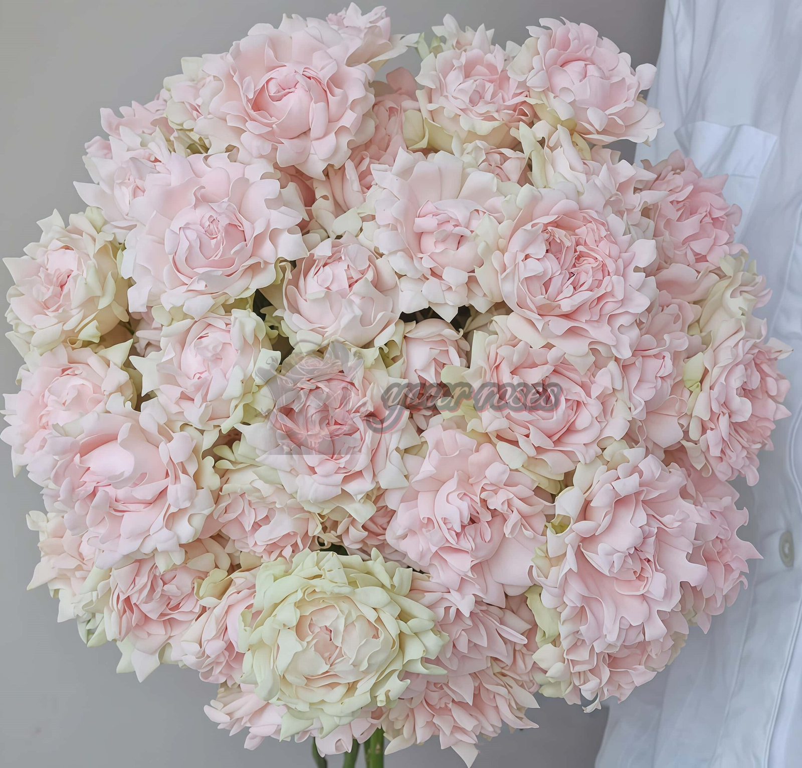 Sofine Rose plant丨Your roses