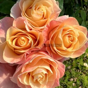 Soufle Brico Rose for sale丨Your roses
