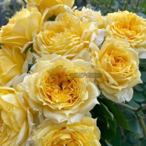 Sunny Antike Rose丨Your roses
