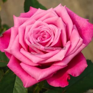 Susan Rose丨Your roses