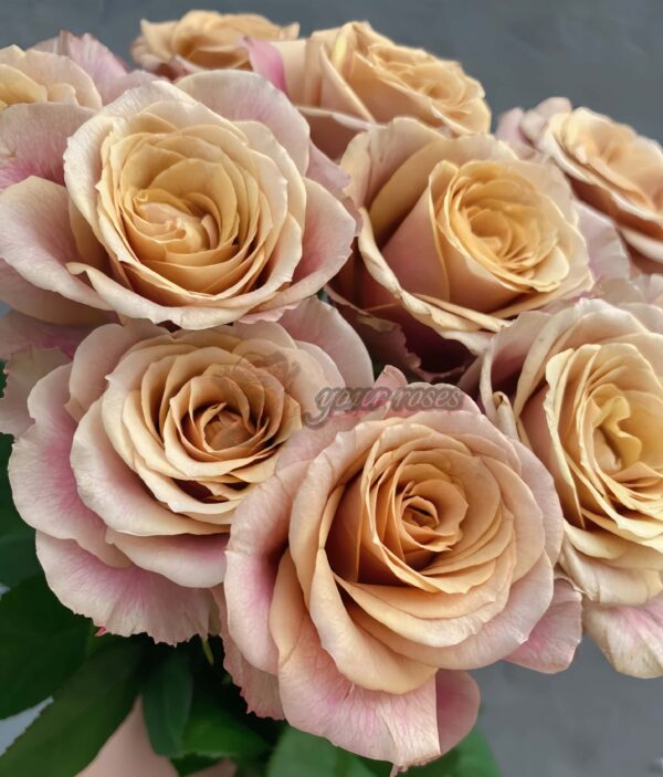 Table For Two Rose Plant|同桌的你/双人桌 -