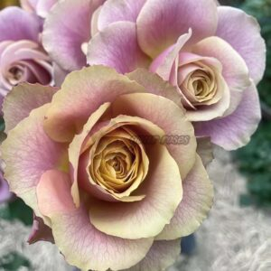 Table For Two Rose plant丨Your roses