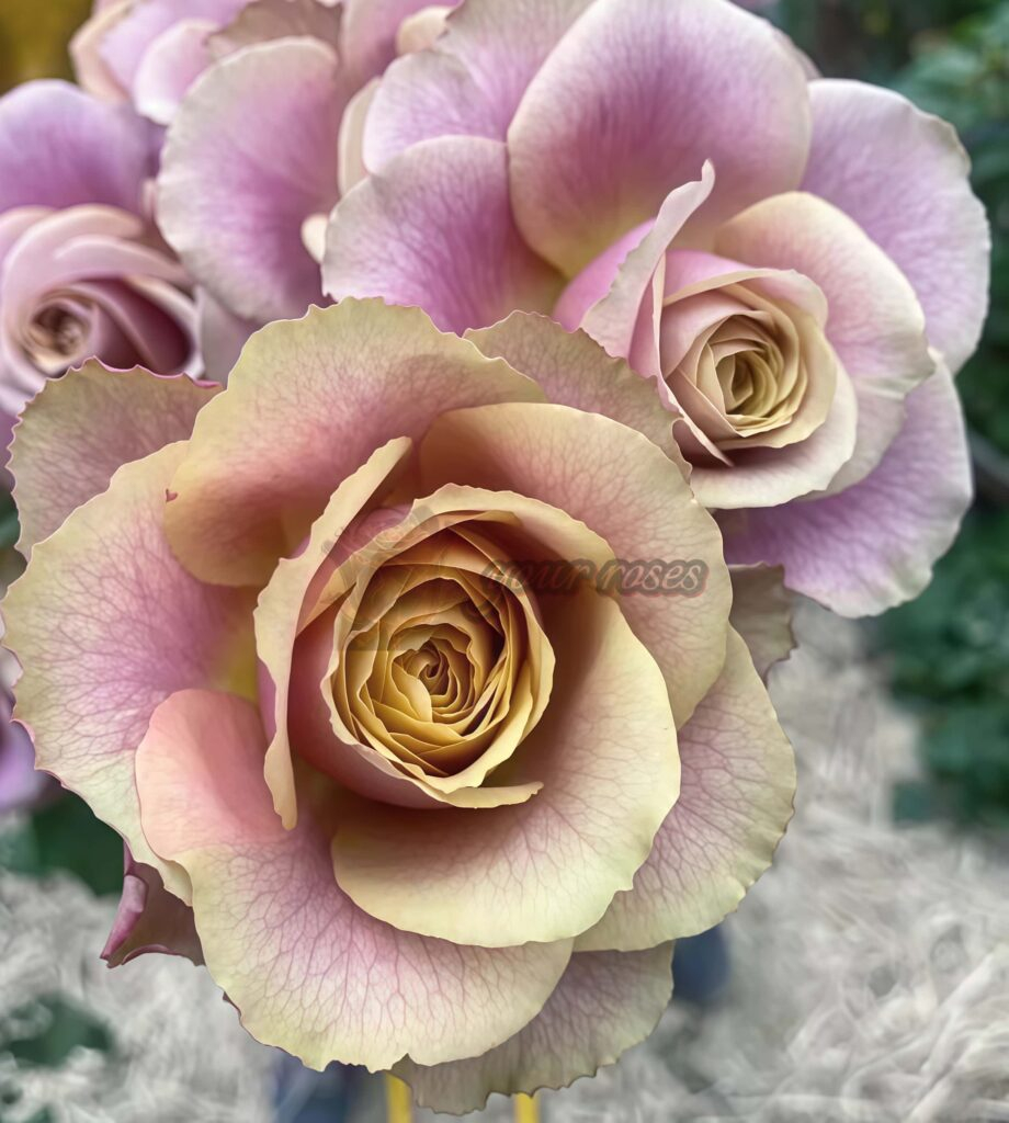 Table-For-Two-Rose4-920x1024.jpg