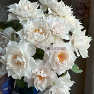 The Celestial Rose plant丨Your roses